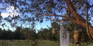 Lengua Azul: SAG realiza vigilancia de enfermedad en animales provocada por insectos vectores