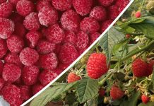 Más de mil técnicos y agricultores de berries han accedido al protocolo de inocuidad “PRO|FSMA”