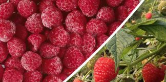 Más de mil técnicos y agricultores de berries han accedido al protocolo de inocuidad “PRO|FSMA”
