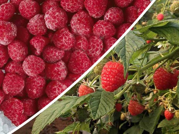 Más de mil técnicos y agricultores de berries han accedido al protocolo de inocuidad “PRO|FSMA”