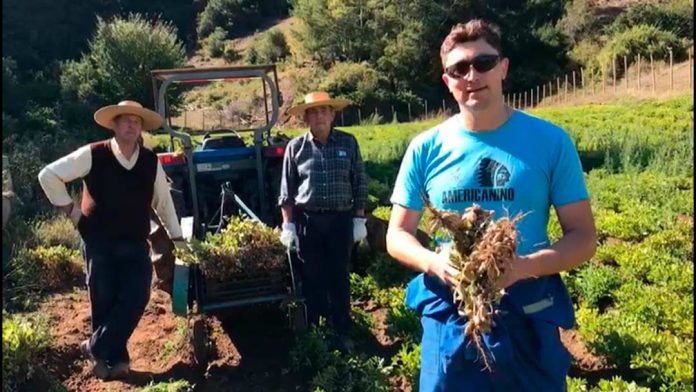 Productor de Arauco cultiva maní y elabora mantequilla con apoyo de Indap