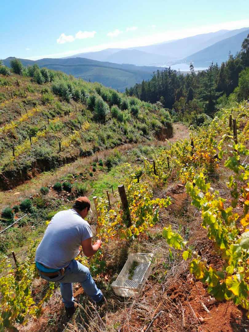 Agricultor del Prodesal de Contulmo innova con proyecto vitivinícola y realiza su primera vendimia