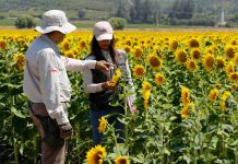 SAG anuncia la fusión de sus divisiones Agrícola y Forestal y Semillas para ofrecer procesos más rápidos y eficientes