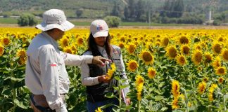 SAG anuncia la fusión de sus divisiones Agrícola y Forestal y Semillas para ofrecer procesos más rápidos y eficientes