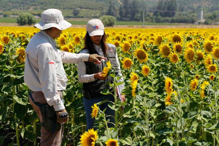 SAG anuncia la fusión de sus divisiones Agrícola y Forestal y Semillas para ofrecer procesos más rápidos y eficientes