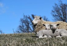 Seminario internacional busca fortalecer la competitividad del rubro ovino en Aysén