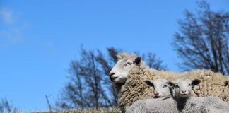 Seminario internacional busca fortalecer la competitividad del rubro ovino en Aysén