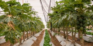 Pampa Concordia producirá papayas orgánicas 