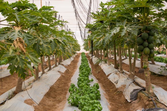 Pampa Concordia producirá papayas orgánicas 