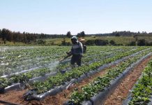 Universidad de Talca realizará webinar sobre Inocuidad Alimentaria y Uso de Plaguicidas