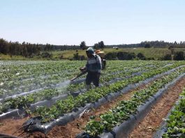 Universidad de Talca realizará webinar sobre Inocuidad Alimentaria y Uso de Plaguicidas