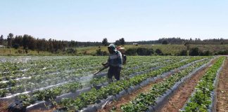 Universidad de Talca realizará webinar sobre Inocuidad Alimentaria y Uso de Plaguicidas