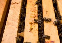 Agricultura Inteligente al rescate de las abejas