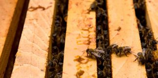 Agricultura Inteligente al rescate de las abejas