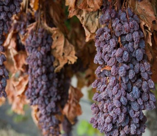 Analizan el potencial exportador de la emergente industria de la uva-pasa regional