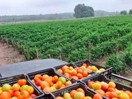 CON EXITOSO BALANCE PRODUCTORES DE TOMATE ANGOLINO CIERRAN TEMPORADA