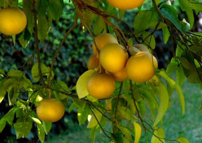 Comité de Cítricos Asoex: Chile da inicio a la temporada de clementinas  Los primeros embarques de clementinas tienen como destino Estados Unidos.