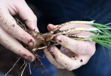 Día FIA, instancia de vinculación y alianzas para la innovación agrícola nacional