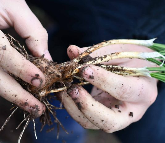 Día FIA, instancia de vinculación y alianzas para la innovación agrícola nacional