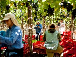 El 76,1% de las cooperativas agrícolas de La Araucanía son conformadas por población mapuche