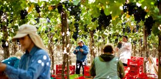 El 76,1% de las cooperativas agrícolas de La Araucanía son conformadas por población mapuche