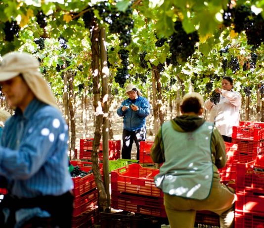 El 76,1% de las cooperativas agrícolas de La Araucanía son conformadas por población mapuche