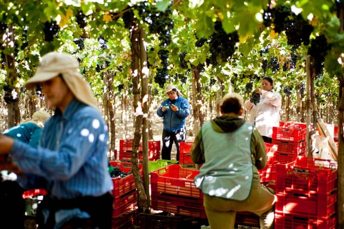 El 76,1% de las cooperativas agrícolas de La Araucanía son conformadas por población mapuche