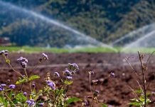 Especialistas en riego de INIA La Platina fomentan colaboración entre Chile y Perú