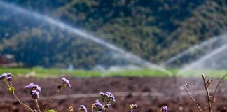 Especialistas en riego de INIA La Platina fomentan colaboración entre Chile y Perú