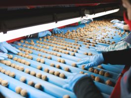 Exportadora sanfelipeña concreta venta de nueces a Turquía gracias a las gestiones de ProChile
