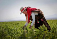 INDAP IMPULSA A TRAVÉS DEL CRÉDITO COBIN EL AVANCE DE PRODUCTORES Y COMUNIDADES INDÍGENAS