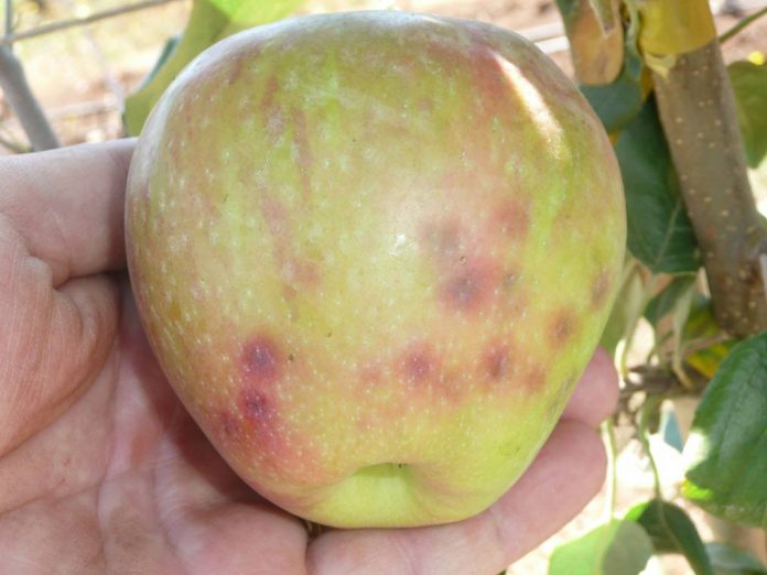 INIA dio inicio a primer curso gratuito de diagnóstico nutricional en frutales y vides