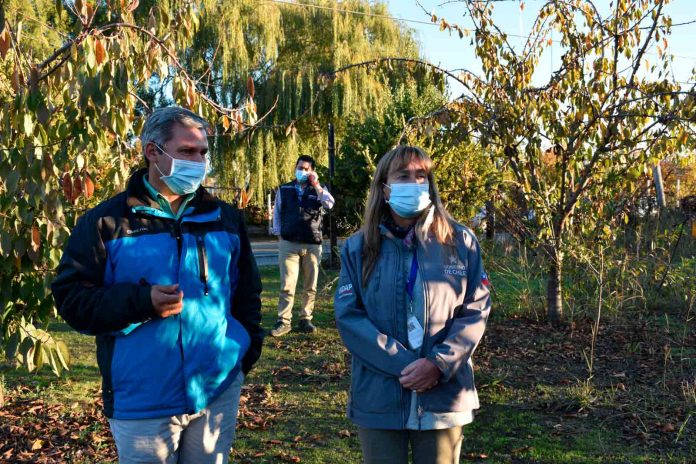 Indap Ñuble destina $371 millones para aumentar superficie de frutales