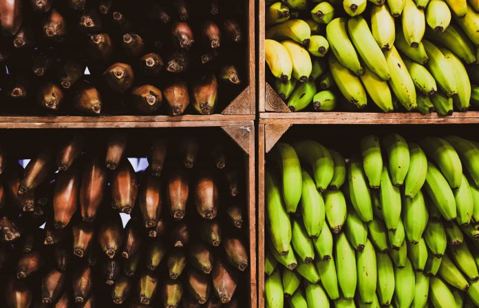 Inteligencia artificial detecta daños en frutas de exportación con ahorro de tiempo y costos