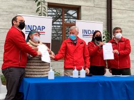 Ministra de Agricultura anuncia beneficios por 9.600 millones de pesos para las comunidades indígenas de Biobío, Los Lagos, Los Ríos y La Araucanía Convenio entre Indap y Conadi facultará la construcción y habilitación de obras de riego que permitirán a cientos de familias de pueblos originarios acceder al agua en los territorios rurales, no solo para consumo humano, sino también para los animales y la producción. Los Lagos, 12 de mayo de 2021.- Un inédito convenio de colaboración y transferencia de recursos entre INDAP y CONADI se suscribió esta mañana en la región de Los Lagos. La Ministra de Agricultura, María Emilia Undurraga, junto al Intendente Regional, Carlos Geisse, al Director Nacional INDAP, Carlos Recondo, al Director Nacional CONADI, Ignacio Malig y el Seremi de Agricultura, Eduardo Winkler, encabezaron la firma del acuerdo que contempla recursos por $9.600.941.910 para realizar obras civiles relacionadas a la construcción y habilitación de al menos 800 pozos como también la inscripción y regularización de estos. Tal como lo explicó la Ministra Undurraga, “estamos muy contentos de haber firmado este convenio entre INDAP y CONADI, que permitirá hacer frente a este gran desafío que es poder acceder al agua en los territorios rurales y este convenio lo que hace es enfrentar esa realidad que se ha visto agravada por el cambio climático y que requiere de una solución lo más rápida y oportuna posible. Es por eso que vamos a poder realizar más de 800 pozos e ir en ayuda de ese gran anhelo que tienen todas las familias que es poder acceder al agua, no solo para consumo humano sino también para los animales y la producción”, señaló la secretaria de Estado. El convenio tiene una duración de 24 meses y operaraì en todo el territorio nacional donde haya personas naturales indígenas, comunidades indígenas y/o parte de ellas, pero con un énfasis en las regiones del Biobío, La Araucanía, Los Ríos y Los Lagos. La forma de operar, agregó la Ministra, seráì utilizando las normas del programa de riego de INDAP: Programa de riego Intrapredial (PRI), Programa de riego Asociativo (PRA), Programa de obras menores (PROM) y Bono Legal de Aguas (BLA). “Lo que reciba cada familia va a depender del tipo de solución. Hay soluciones individuales, hay soluciones asociativas, lo que esperamos con estos $9.600 millones es ayudar a cerca de ochocientos pozos y eso es lo que estamos analizando y vamos a analizar en cada una de las regiones. Se van a dividir los recursos por provincias, van a haber encargados especiales para hacer seguimiento y una gestión rápida para llegar a todos los territorios”, dijo Undurraga. Por su parte el Intendente Carlos Geisse, señaló que “estamos contentos como región de este apoyo que se da a través de CONADI e INDAP, porque se da una solución definitiva a gran parte de la zona costera y a la isla de Chiloé que tiene estos problemas de agua en época estival, producto del calentamiento global. Esto viene a dar solución al pueblo indígena, sobre todo porque tiene el desarrollo de la agricultura y de la agricultura familiar en la zona de la cordillera de la Costa de nuestra región”. En esa línea el Director Nacional de INDAP, Carlos Recondo, enfatizó en que “las condiciones que establece el convenio es que las personas deben pertenecer a comunidades indígenas, ser usuarios de INDAP y eso es suficiente para postular. En el caso de las regiones de Biobío al sur significa que son más de 54 mil usuarios de INDAP que provienen de comunidades indígenas y en la región de Los Lagos son cerca de ocho mil usuarios indígenas. Las soluciones son definitivas porque estamos proponiendo la ejecución de pozos que en su gran mayoría serán pozos profundos que van a acceder a las aguas subterráneas y que, además, considera los aspectos jurídicos. Respecto de los derecho de aprovechamiento de agua, Recondo agregó que “estos serán saneados, inscritos a nombre de la comunidad, de manera que lo que se entrega es el pozo con sus derechos de agua completamente regularizados y legalizados y esto no es solo agua para bebida, sino también agua como factor productivo, porque las soluciones, a través de los instrumentos de INDAP pueden ser para proyectos de riego intrapredial, pero también se podrán hacer proyectos de riego asociativo que abarque a un grupo mayor de personas”. Durante la jornada, la Ministra Undurraga también visitó el proyecto de Juan Carlos Cachi, agricultor de Calbuco que actualmente forma parte del Servicio de Asesoría Técnica de Hortalizas Llanquihue, para conocer en detalle el impacto que tienen las tecnologías de riego aplicadas a la producción de hortalizas en la región de los Lagos.