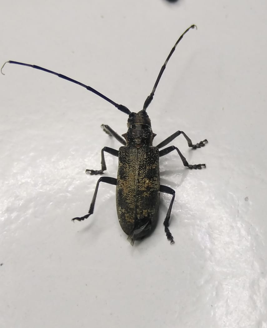 Monochamus galloprovincialis - plaga carentenaria