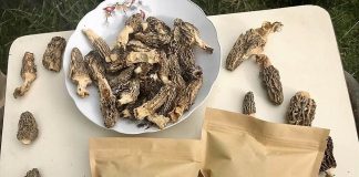 Morchella: Cooperativa trabaja para dar valor a hongo silvestre de la Patagonia