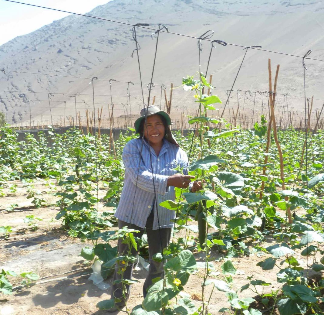 Mujeres agricultoras y de pueblos originarios de Atacama y Coquimbo podrán postular al primer concurso nacional de riego y eficiencia hídrica de la Ley de Riego