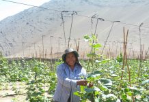 Mujeres agricultoras y de pueblos originarios de Atacama y Coquimbo podrán postular al primer concurso nacional de riego y eficiencia hídrica de la Ley de Riego