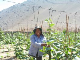 Mujeres agricultoras y de pueblos originarios de Atacama y Coquimbo podrán postular al primer concurso nacional de riego y eficiencia hídrica de la Ley de Riego