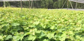 Nueva Vid amplía sus servicios para la fruticultura y apuesta por la producción de cerezos y otras especies