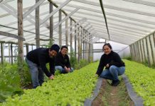 Cooperativa de Puerto Natales aumentó producción de lechugas gracias a vivero climatizado