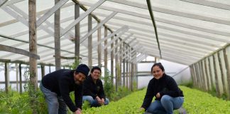 Cooperativa de Puerto Natales aumentó producción de lechugas gracias a vivero climatizado
