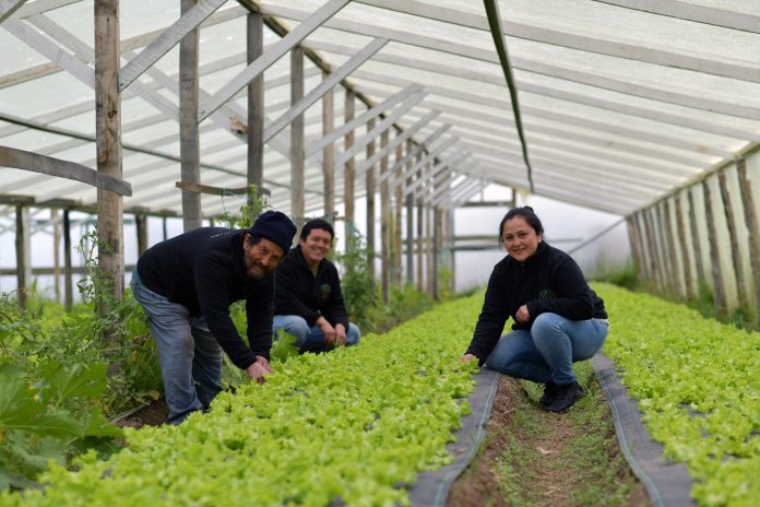 Cooperativa de Puerto Natales aumentó producción de lechugas gracias a vivero climatizado