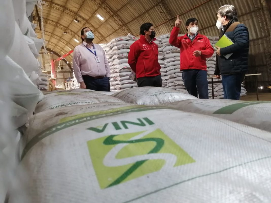 Región del Biobío produce casi el 30% del trigo candeal a nivel nacional   