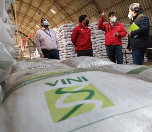 Región del Biobío produce casi el 30% del trigo candeal a nivel nacional   