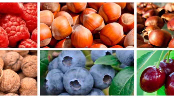 ¿CÓMO AFECTARÁ EL CAMBIO CLIMÁTICO A LOS FRUTICULTORES DE LA REGION DE BIOBÍO?