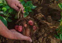 Desarrollan nuevas variedades comerciales de papas resistentes al estrés hídrico