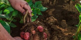 Desarrollan nuevas variedades comerciales de papas resistentes al estrés hídrico