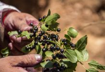 Estudio comprueba que la producción de maqui en la zona centro es más resistente al estrés hídrico